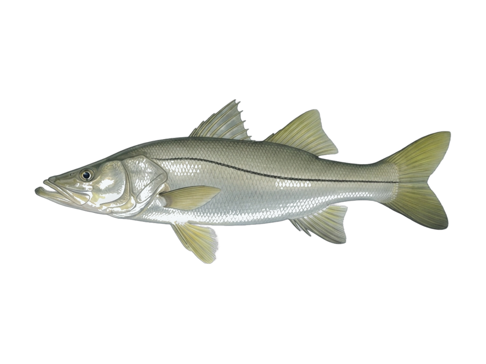Tarpon snook
