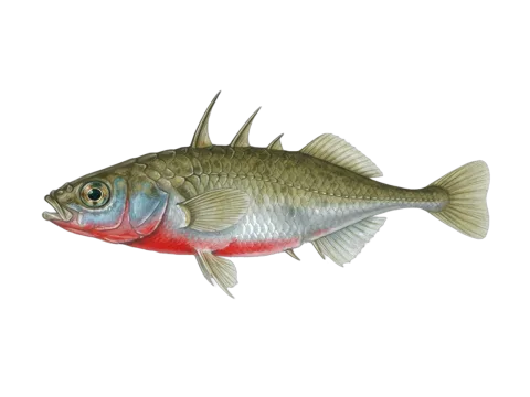 Three-spined stickleback (Gasterosteus aculeatus)
