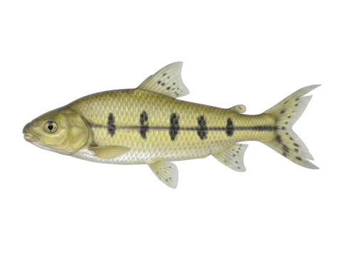 Threespot leporinus (Leporinus friderici)