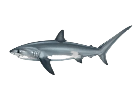 Thresher (Alopias vulpinus)
