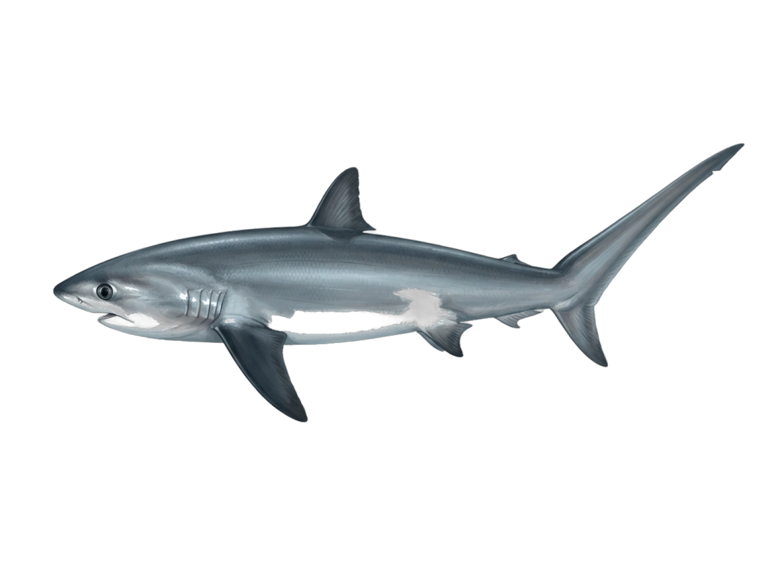 Thresher