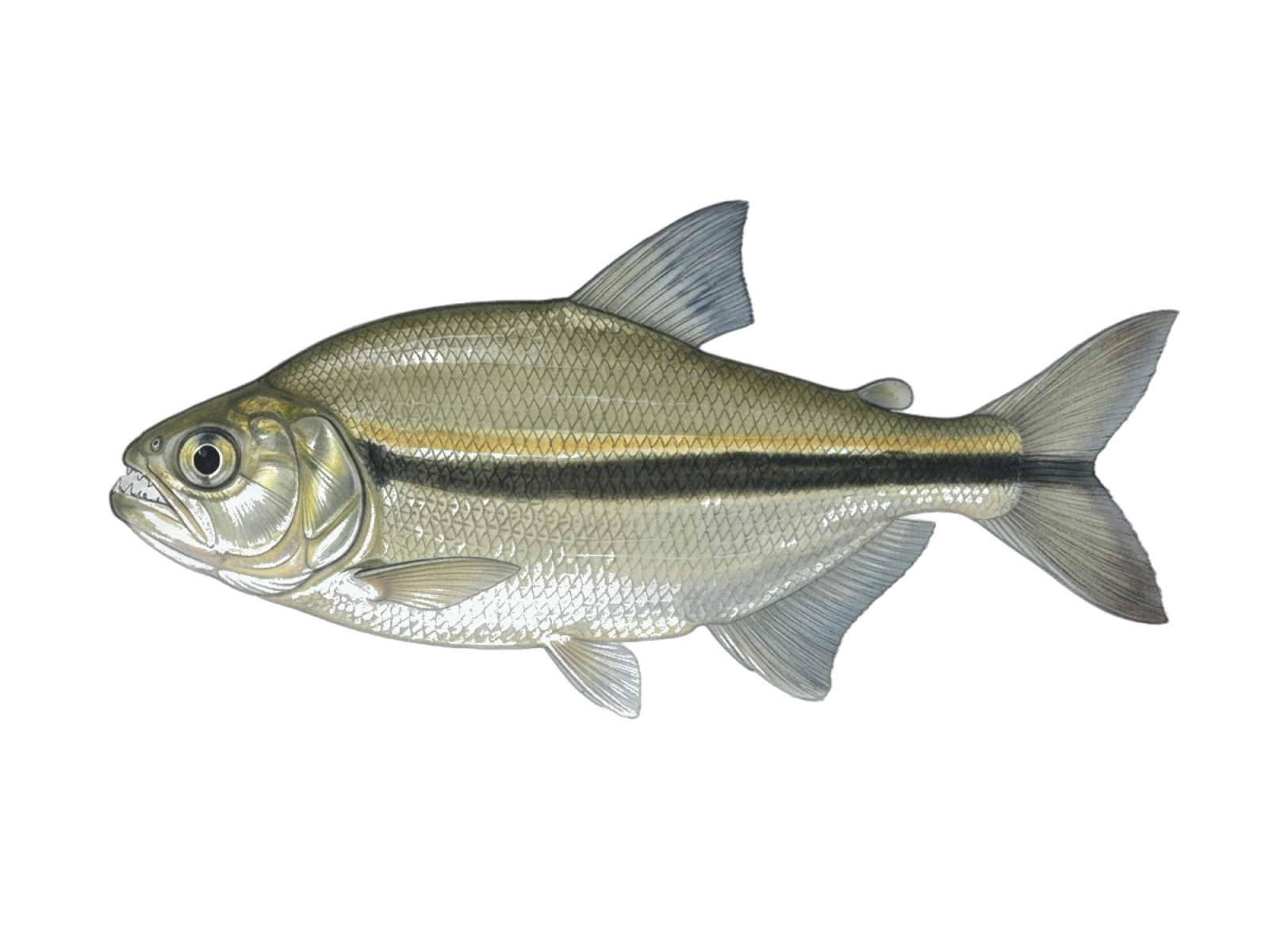 Tiete tetra