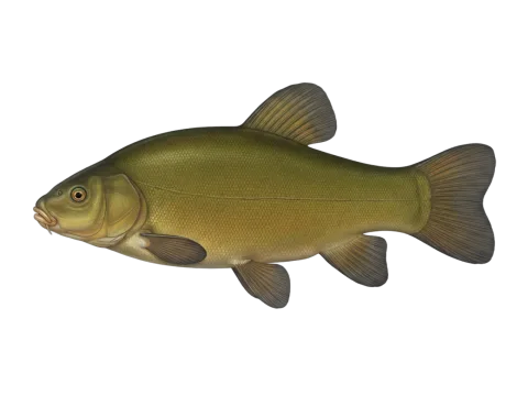 Tench (Tinca tinca)