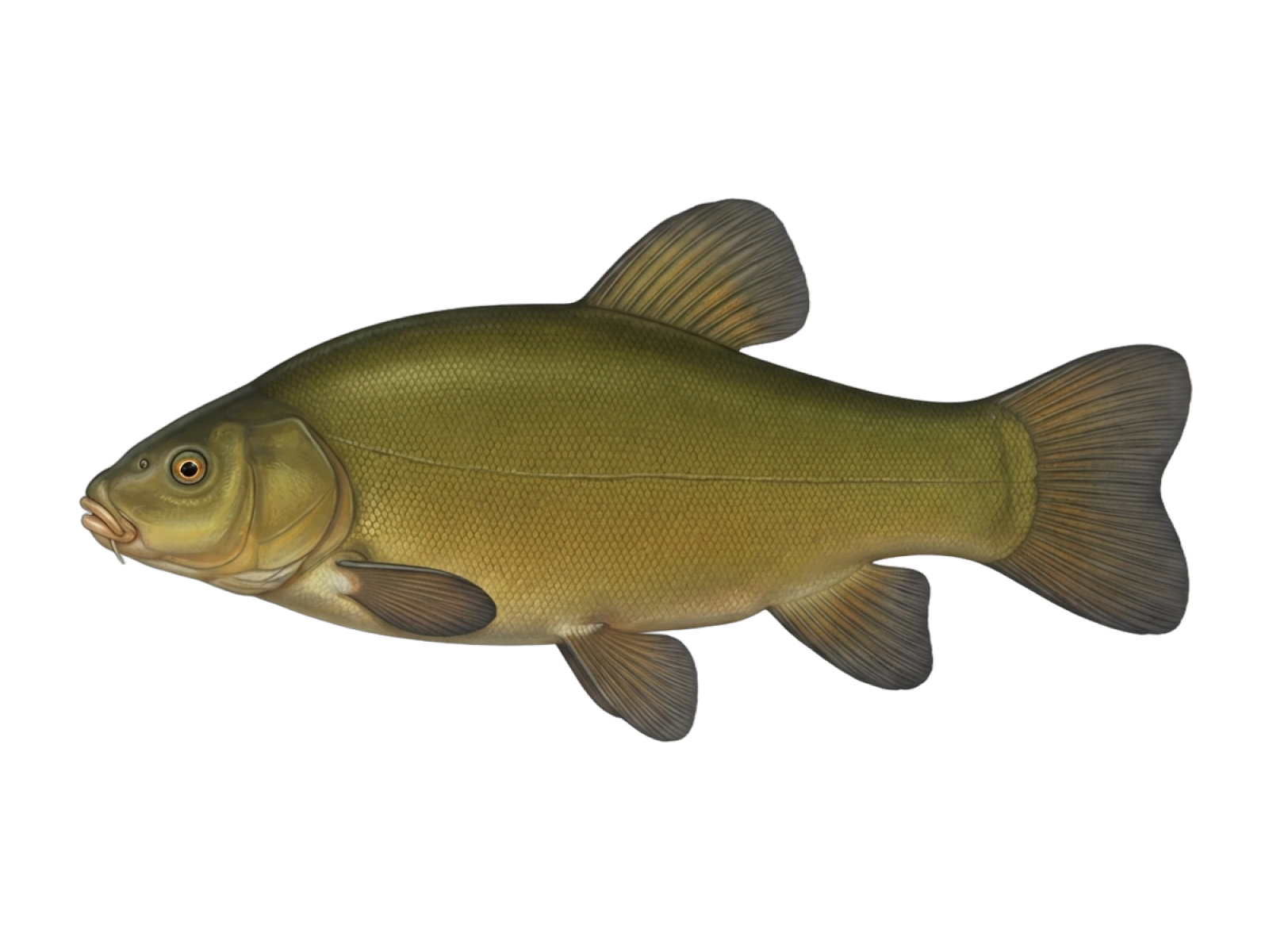 Tench