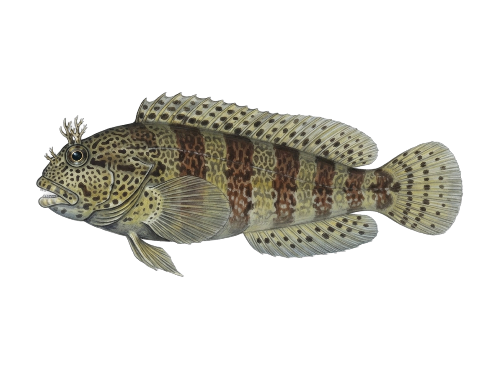 Tompot blenny
