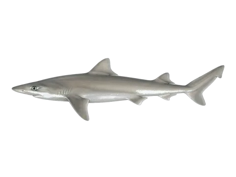 Tope shark (Galeorhinus galeus)