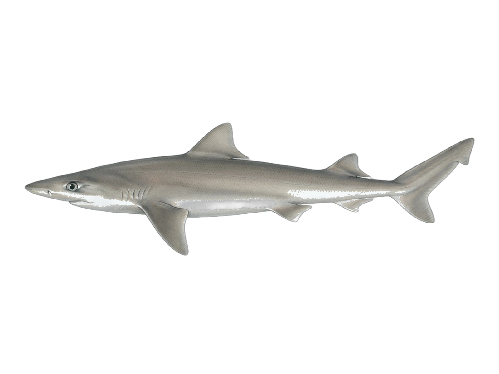 Tope shark