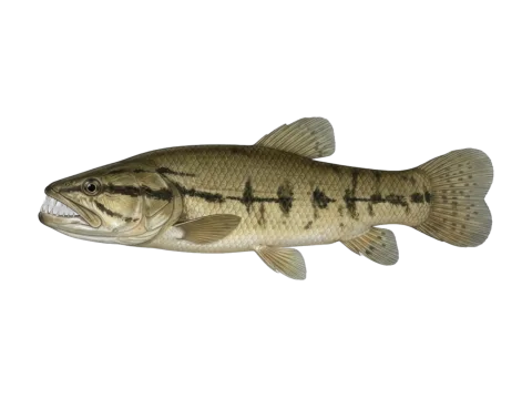Trahira (Hoplias malabaricus)