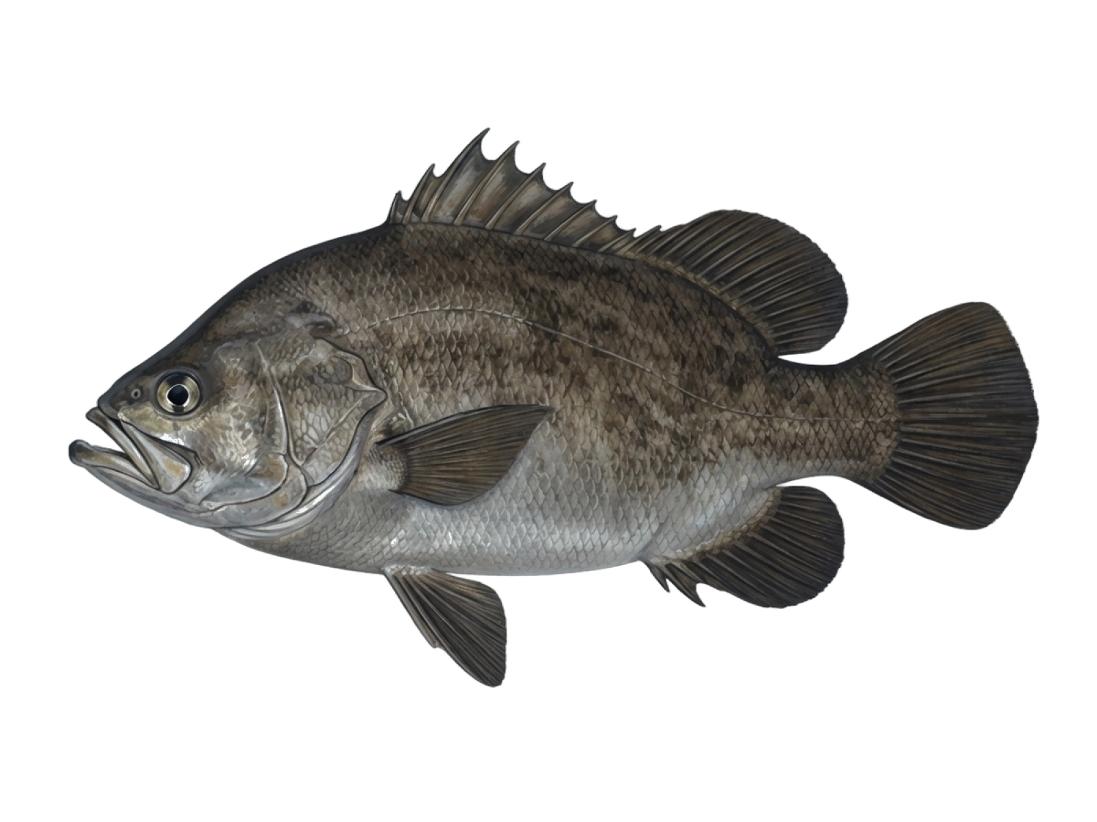 Tripletail
