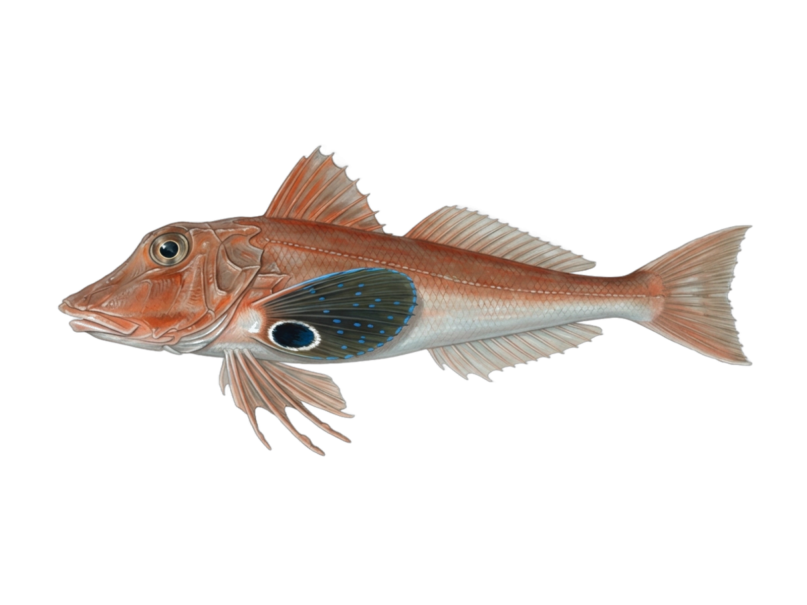 Tub gurnard