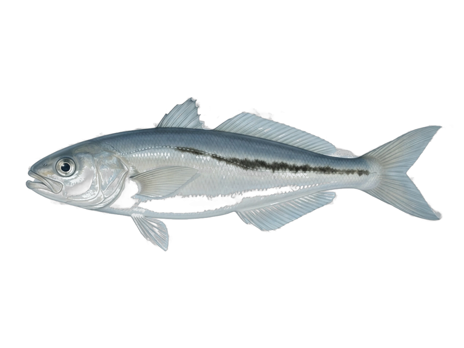 Vadigo
