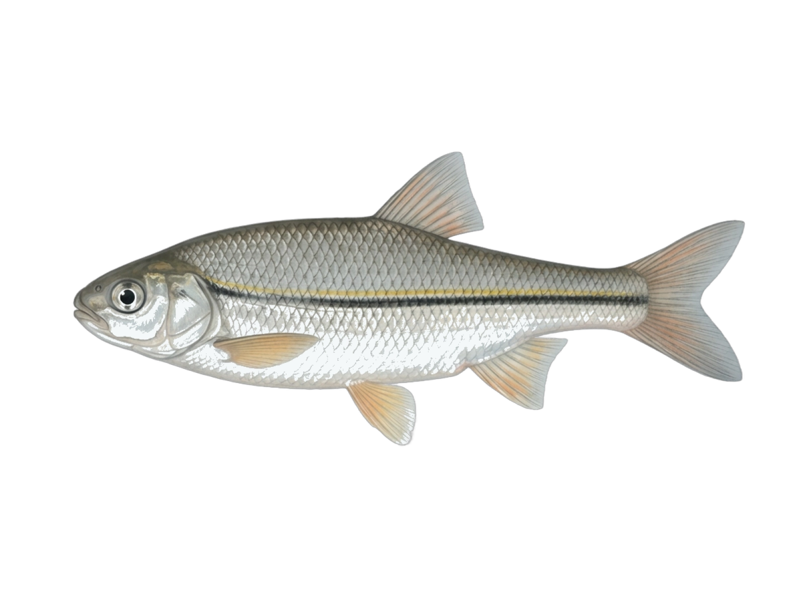 Vairone