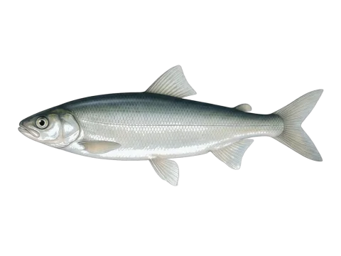 Vendace (Coregonus vandesius)