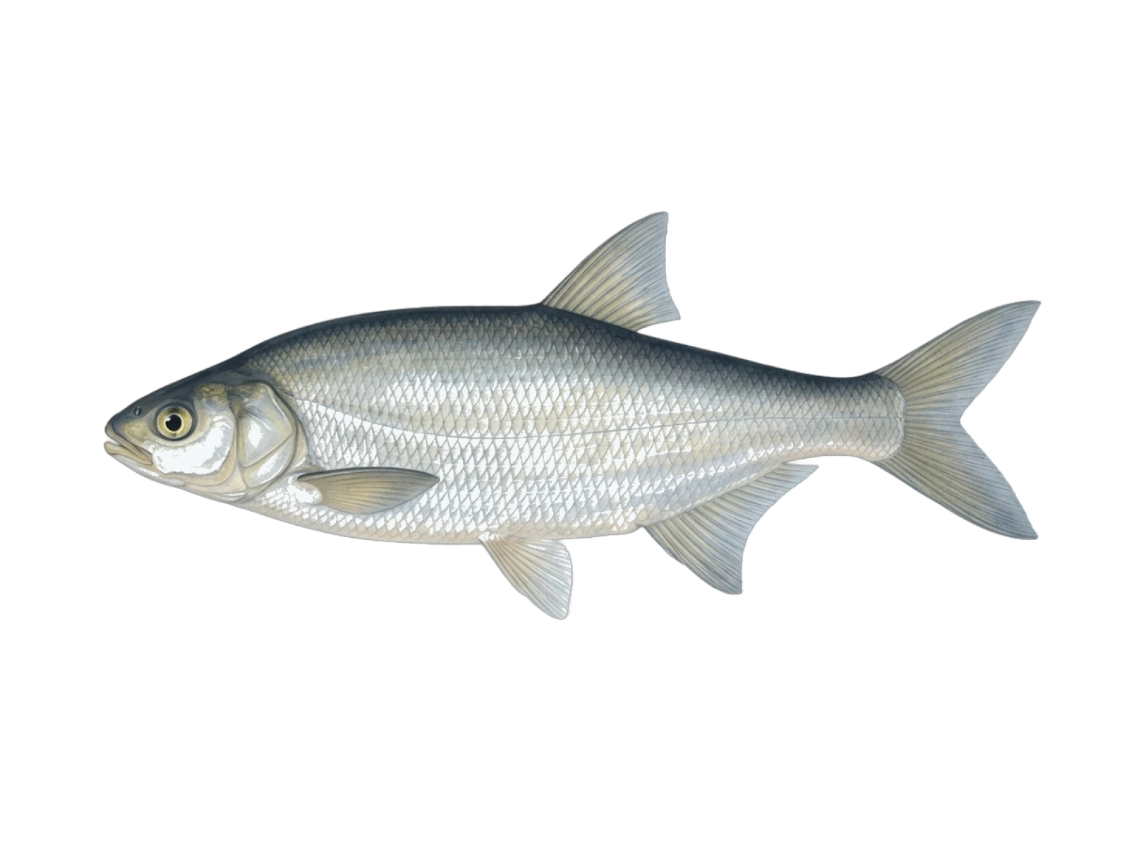 Vimba bream