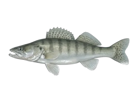 Volga pikeperch (Sander volgensis)