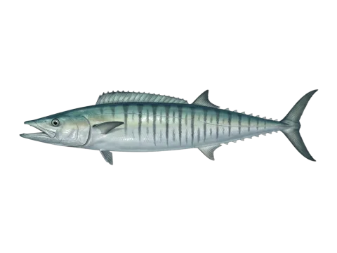 Wahoo (Acanthocybium solandri)