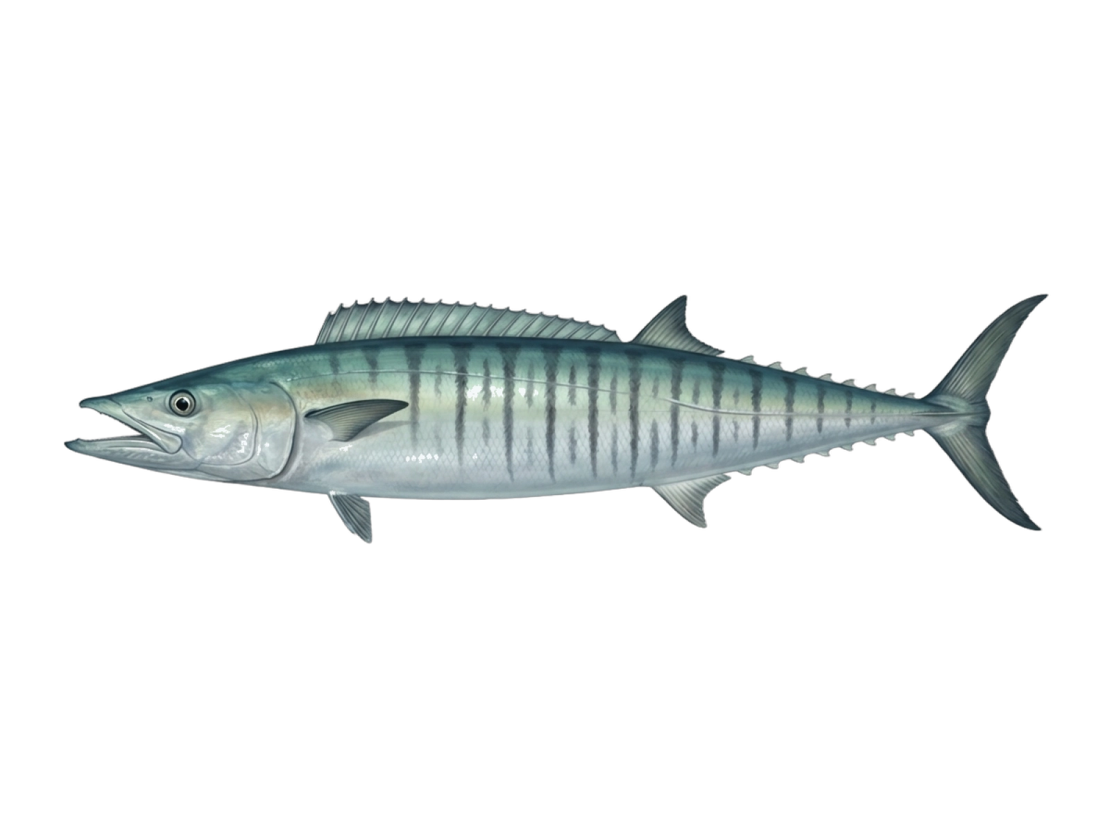 Wahoo