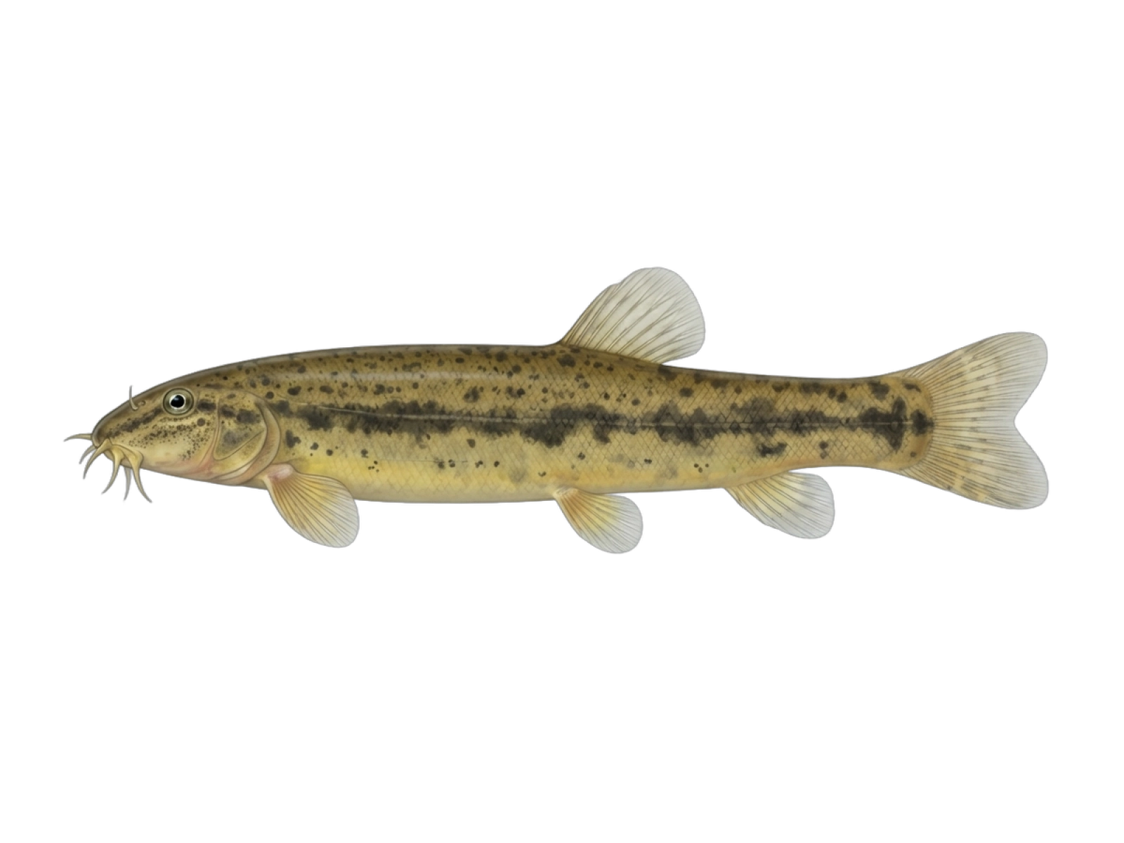 Weatherfish