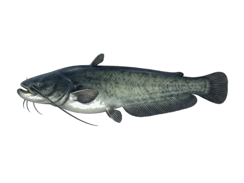Wels (Silurus glanis)