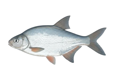 White bream (Blicca bjoerkna)