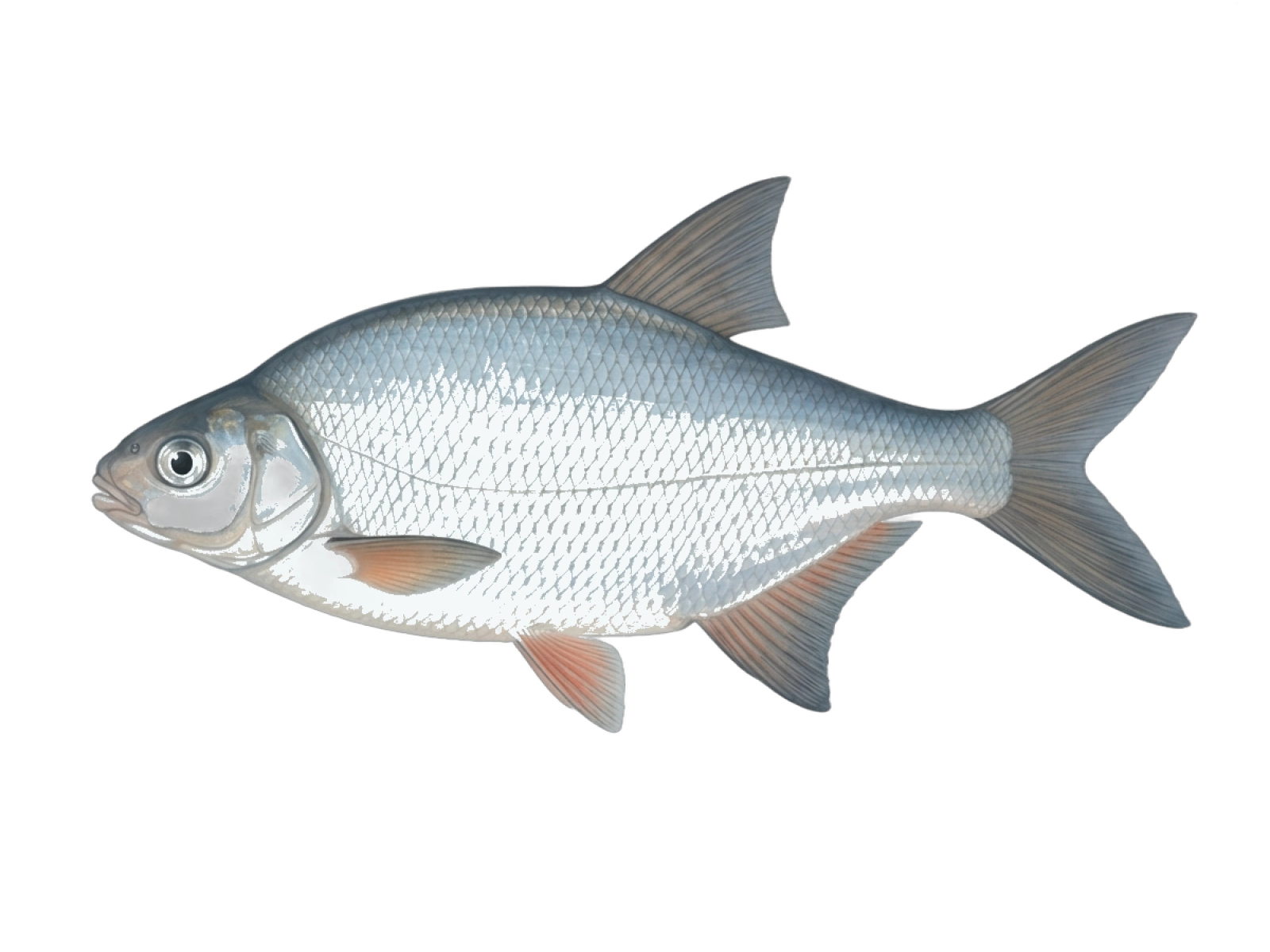White bream