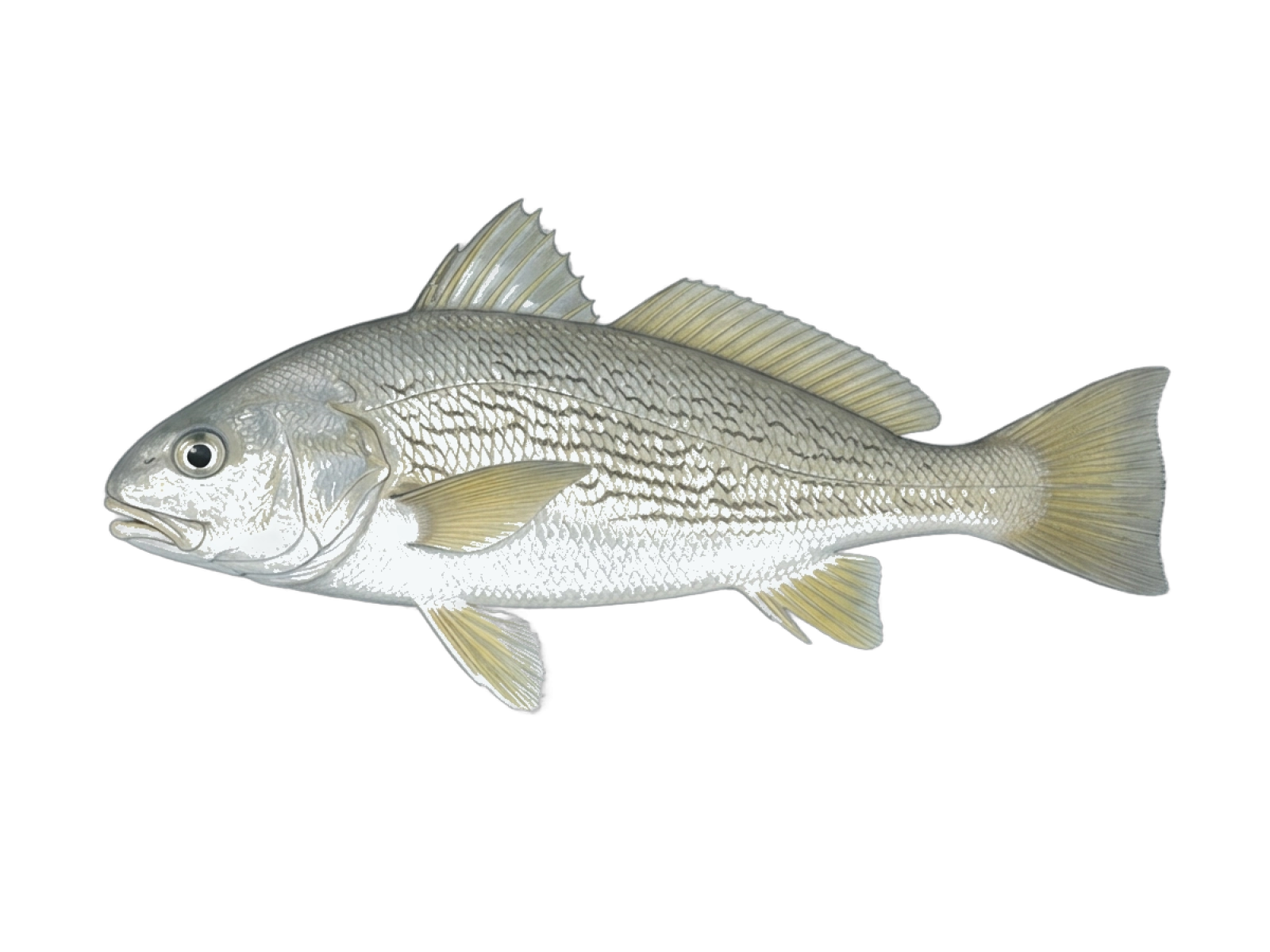 White croaker