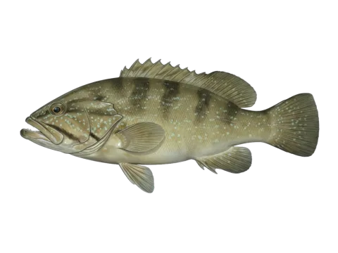 White grouper (Epinephelus aeneus)