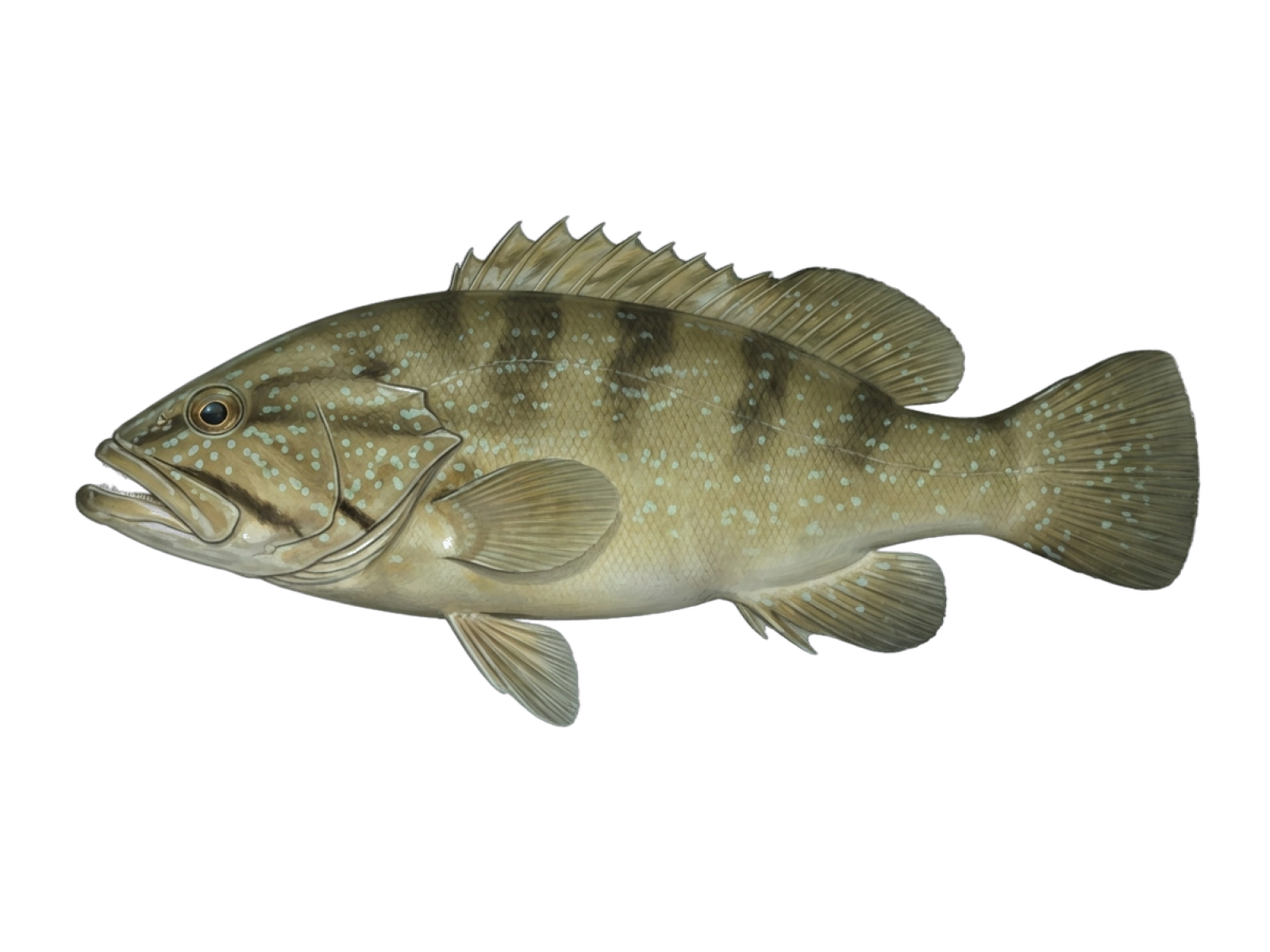 White grouper