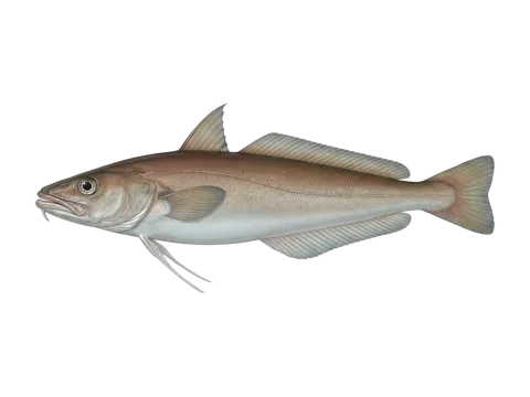 White hake (Urophycis tenuis)