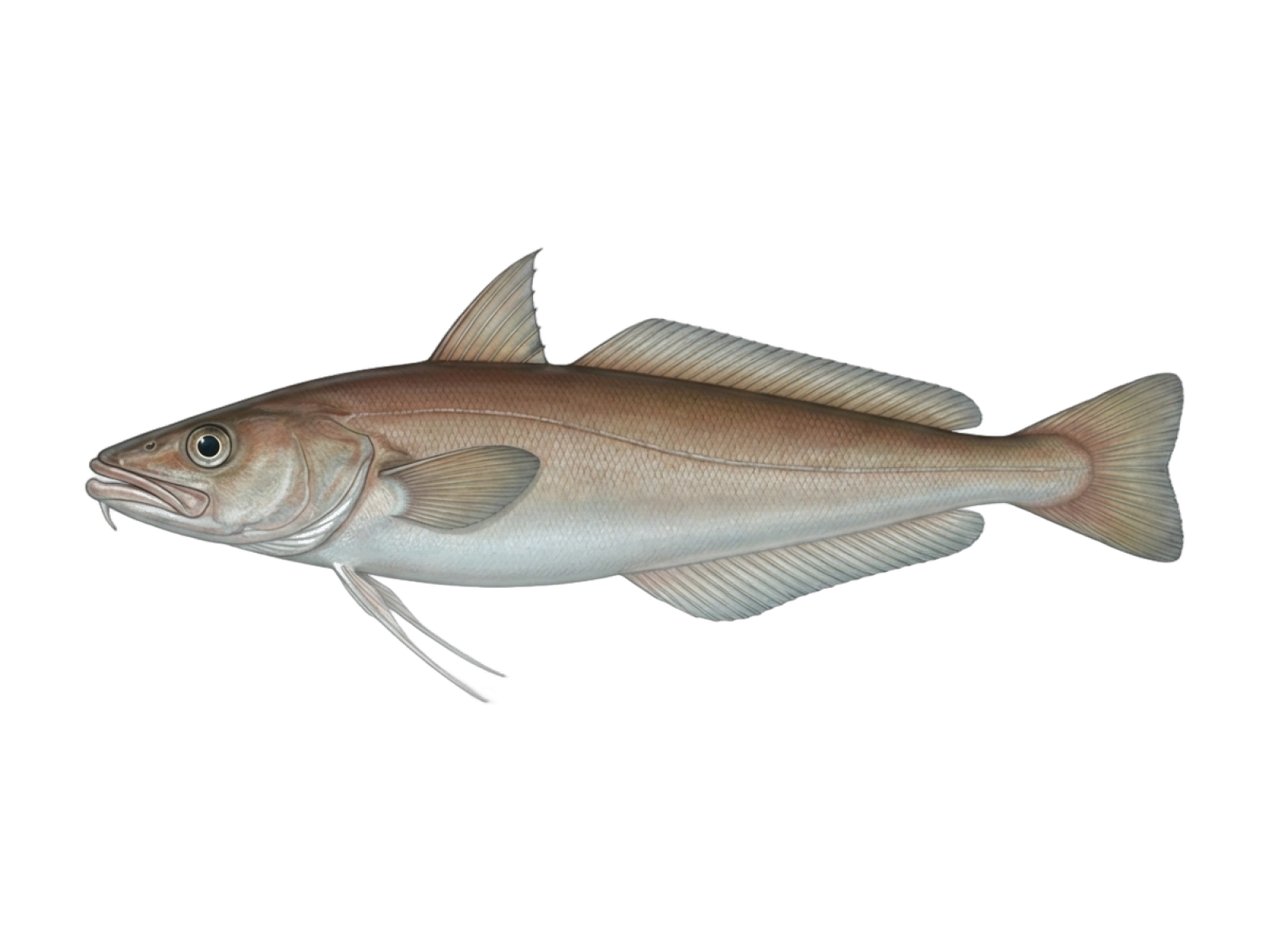 White hake