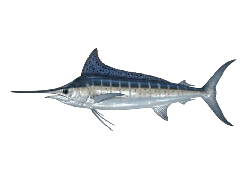 White marlin (Kajikia albida)