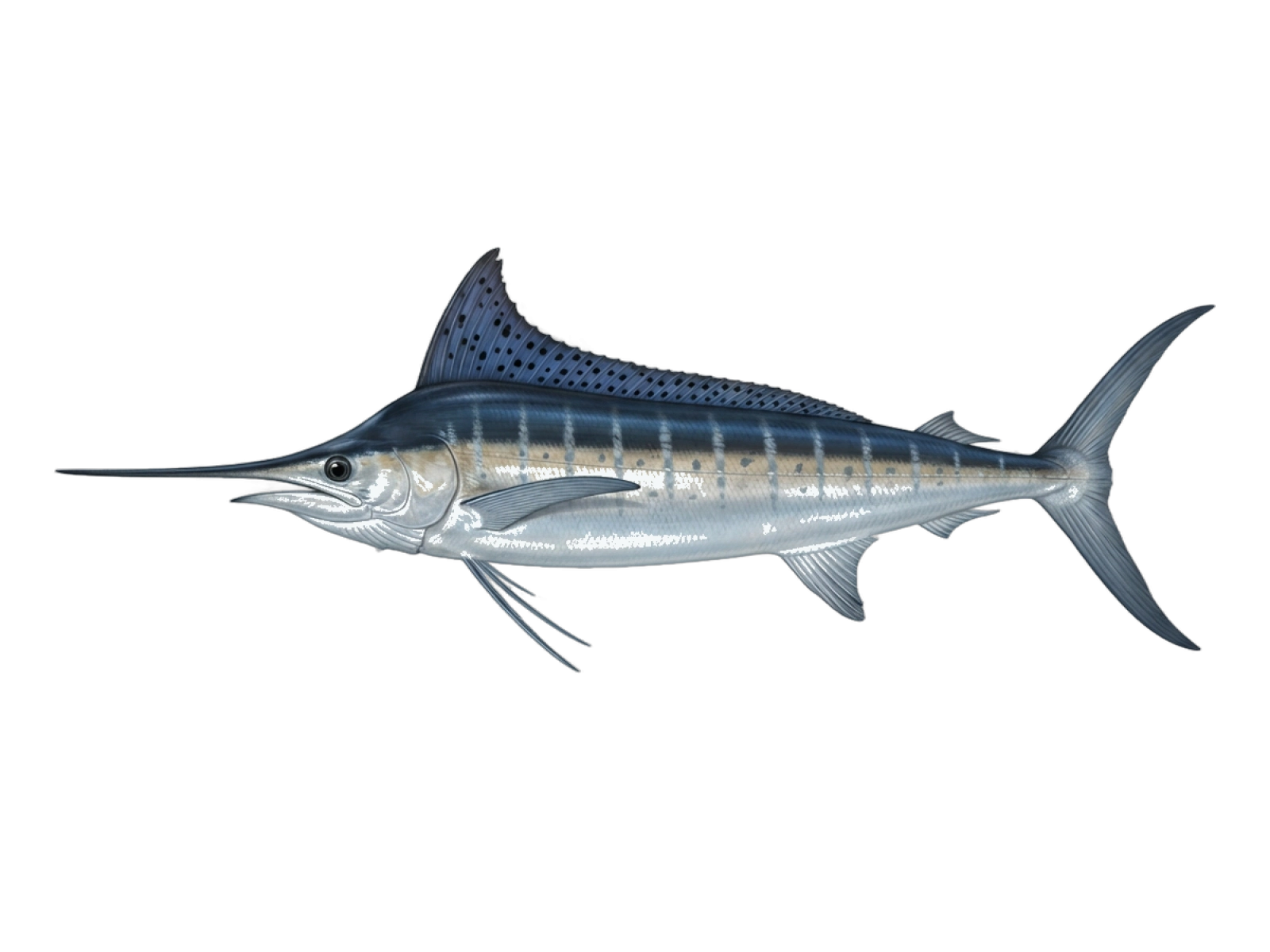 White marlin