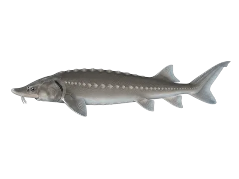 White sturgeon (Acipenser transmontanus)