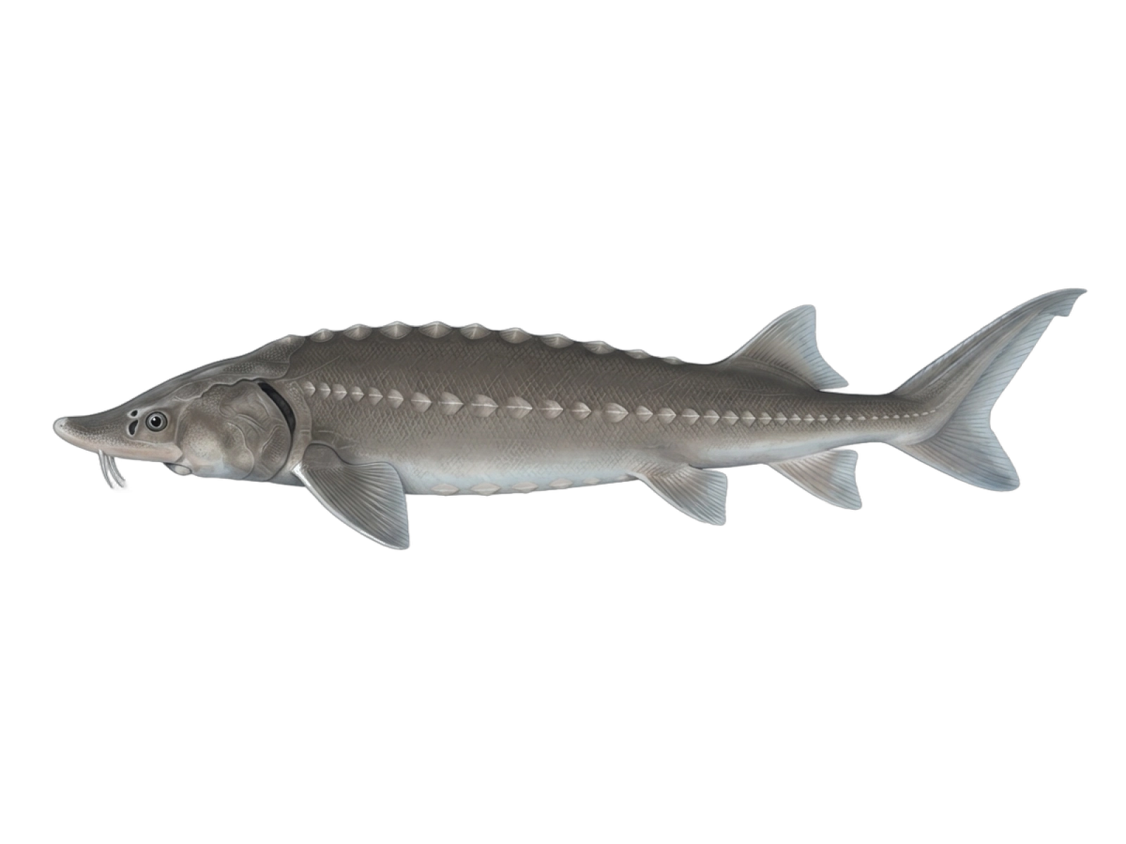 White sturgeon
