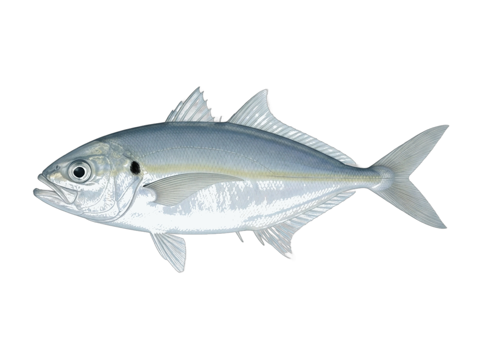 White trevally