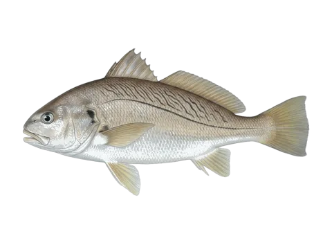 Whitemouth croaker (Micropogonias furnieri)