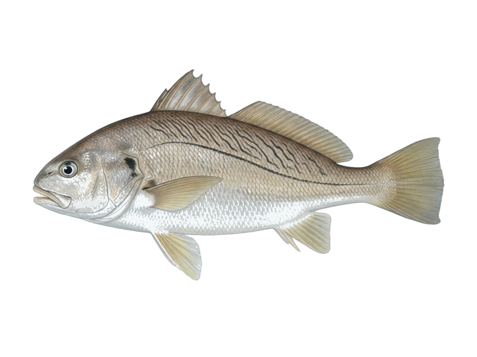 Whitemouth croaker