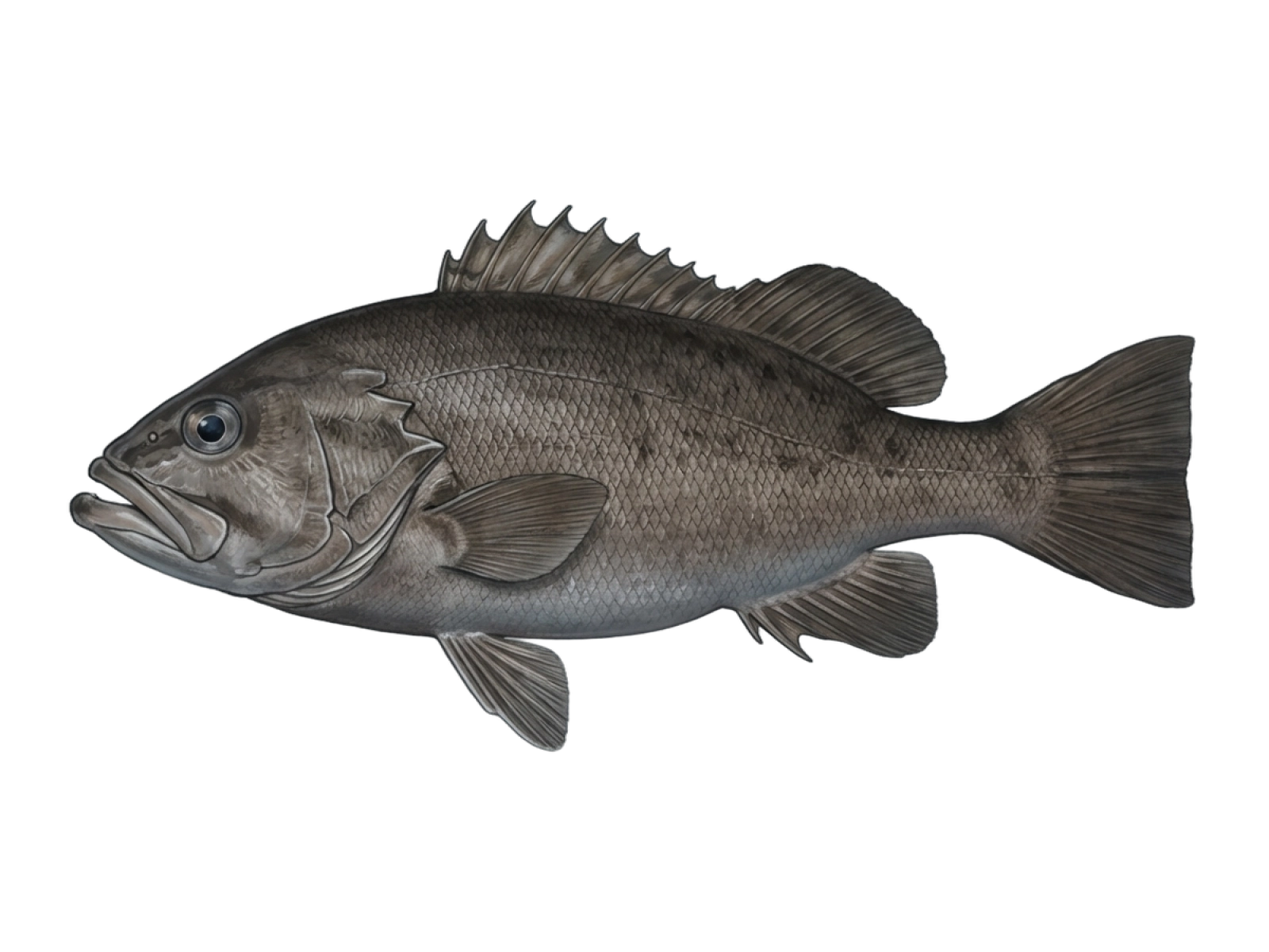 Wreckfish