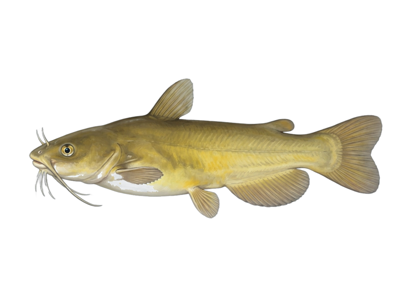 Yellow bullhead