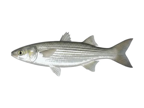 Yellow-eye mullet (Aldrichetta forsteri)