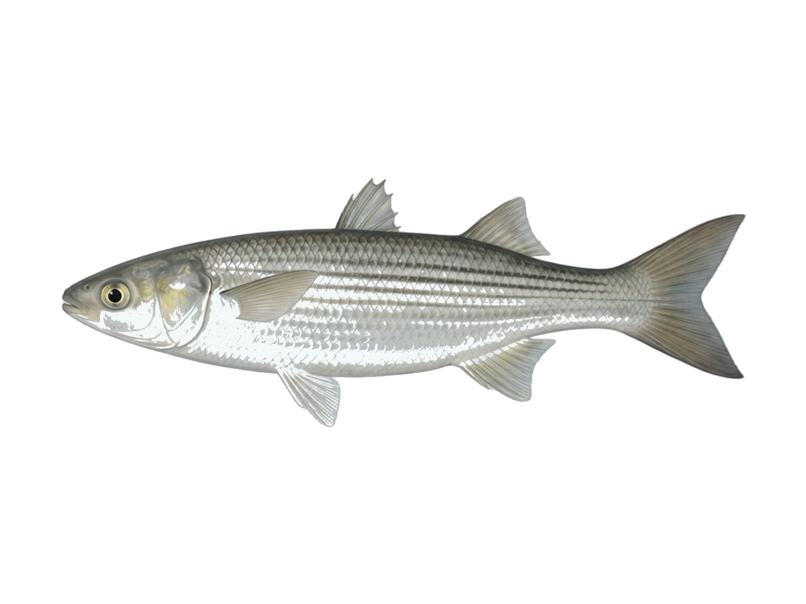 Yellow-eye mullet
