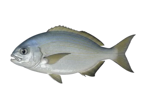 Yellow sea chub (Kyphosus incisor)