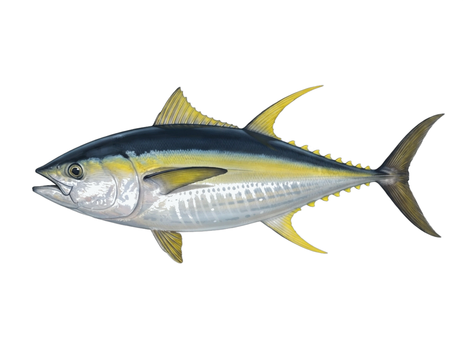 Yellowfin tuna