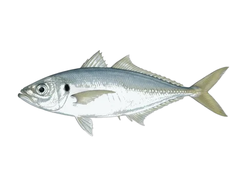 Yellowtail horse mackerel (Trachurus novaezelandiae)