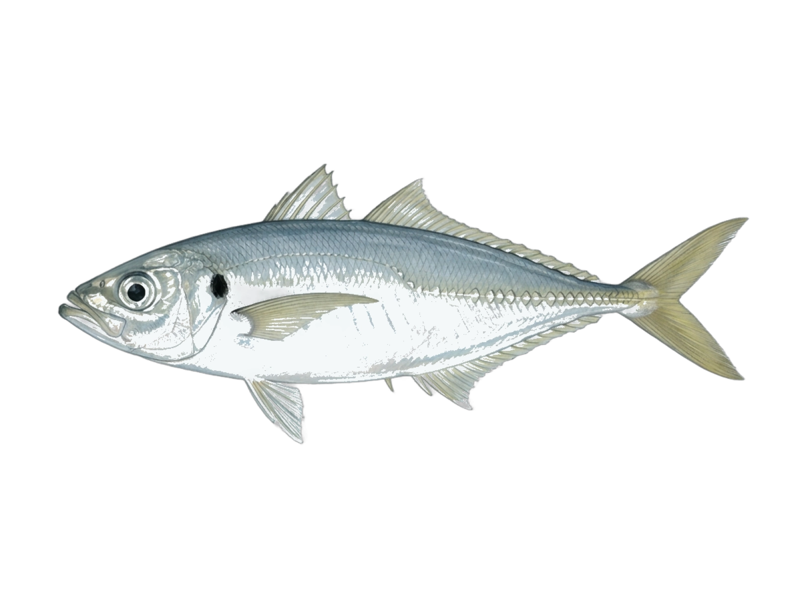 Yellowtail horse mackerel