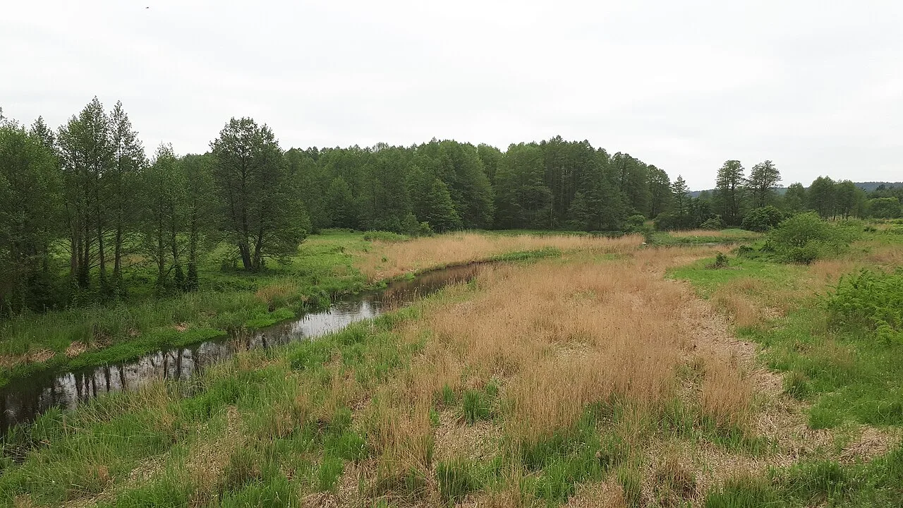 Świsłocz — Rakoon / Wikimedia Commons / CC0