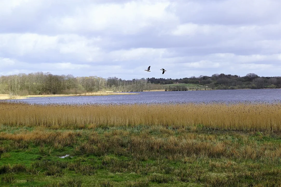 Nipgård Sø — Nils Jepsen /User:Nico / Wikimedia Commons / CC BY-SA 4.0