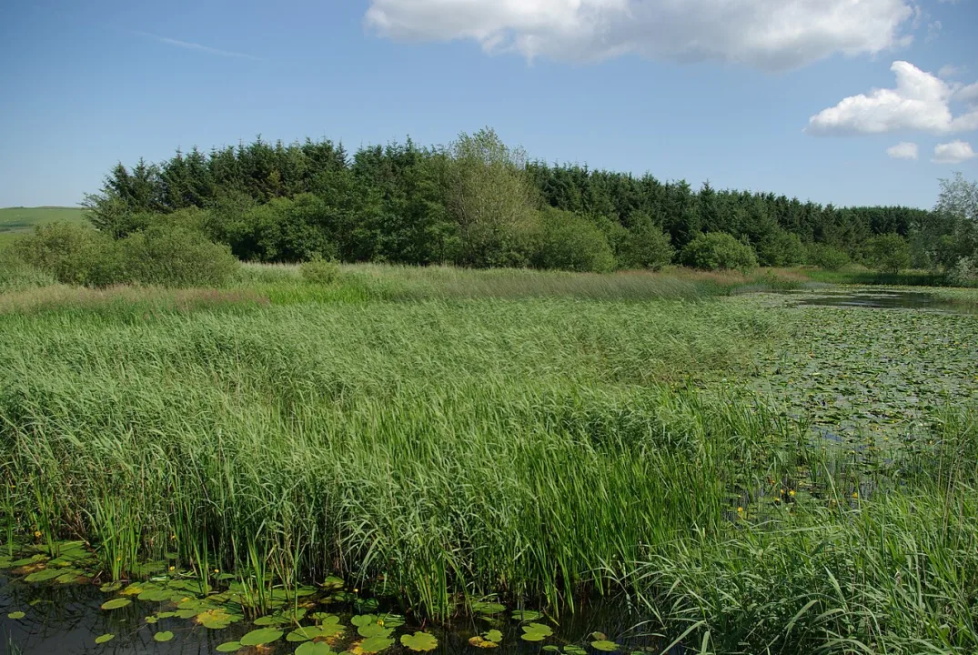 Lochrutton Loch — Leslie Barrie  / Wikimedia Commons / CC BY-SA 2.0