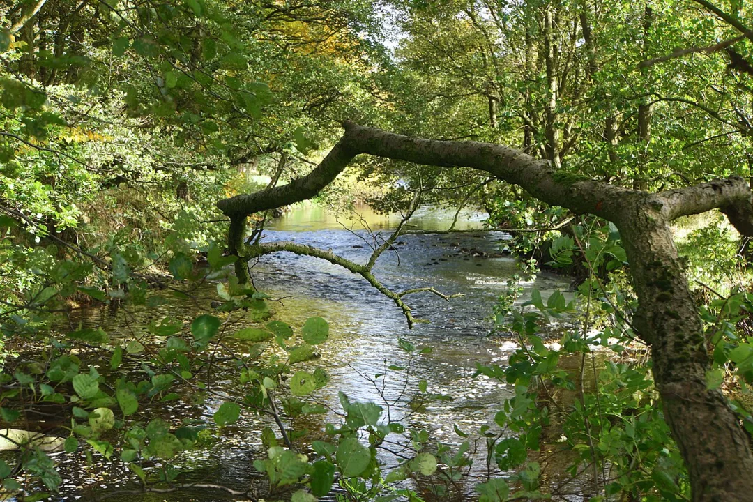 River Dane — Anthony O'Neil  / Wikimedia Commons / CC BY-SA 2.0