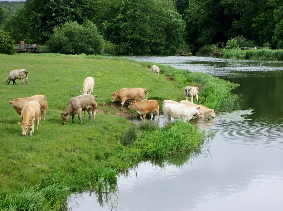 River Derwent — Martin Dawes  / Wikimedia Commons / CC BY-SA 2.0